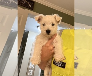 West Highland White Terrier Puppy for Sale in HAWESVILLE, Kentucky USA