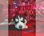 Small Photo #2 Siberian Husky Puppy For Sale in OWASSO, OK, USA