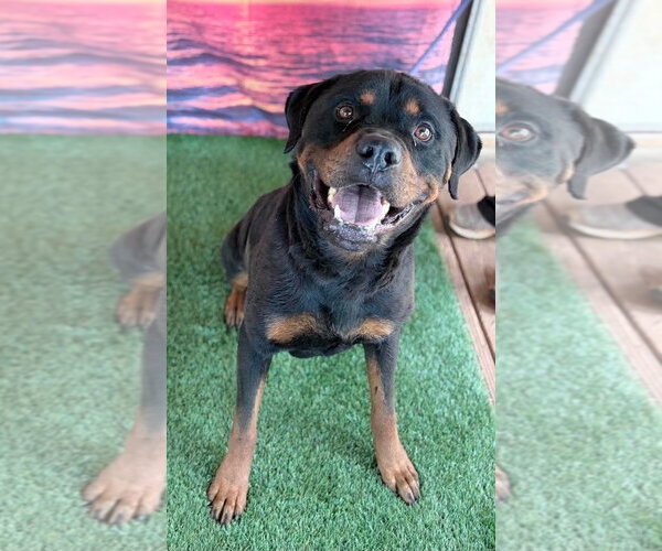 Medium Photo #2 Rottweiler Puppy For Sale in Hillsboro, NH, USA