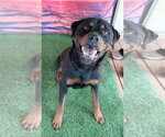Small #1 Rottweiler