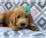 Small Photo #10 Labradoodle Puppy For Sale in LAKELAND, FL, USA