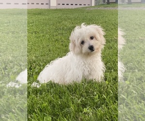 Coton de Tulear Puppy for sale in CANOGA, NY, USA