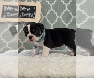 Olde English Bulldogge Puppy for sale in WYLIE, TX, USA