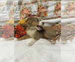 Small Photo #4 Miniature American Shepherd Puppy For Sale in PLANT CITY, FL, USA