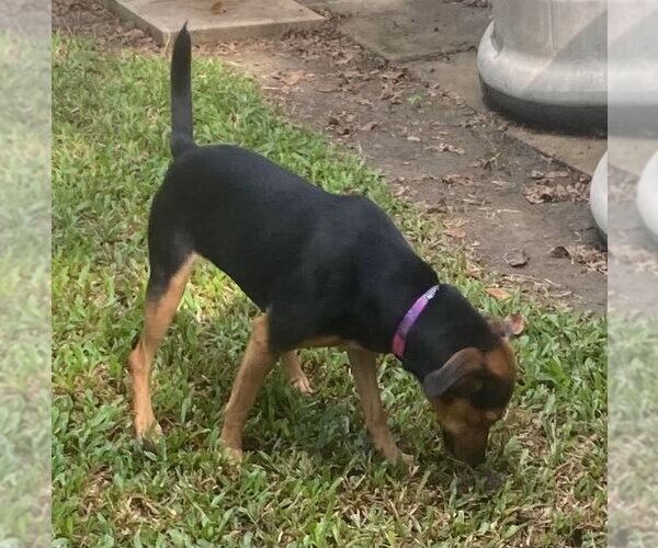 Medium Photo #4 Rat Terrier-Unknown Mix Puppy For Sale in Canton, CT, USA