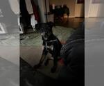 Small #7 Rottweiler Mix
