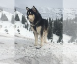 Small Photo #1 Alaskan Malamute-Mc Nab Mix Puppy For Sale in RHODODENDRON, OR, USA