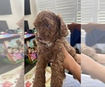 Puppy Lucy Cock-A-Poo