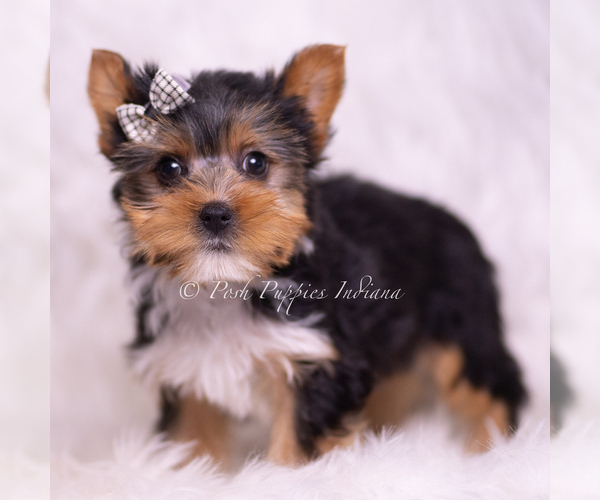Medium Photo #3 Yorkshire Terrier Puppy For Sale in WARSAW, IN, USA