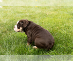 Small #10 English Bulldog-Olde English Bulldogge Mix