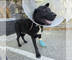 Shepradors Dogs for adoption in Long Beach, CA, USA
