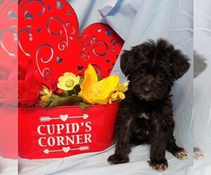 YorkiePoo Puppy for sale in CASSVILLE, MO, USA