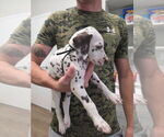 Puppy Black collar Dalmatian