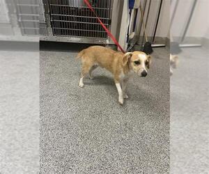 Bagle Hound Dogs for adoption in Houston, TX, USA