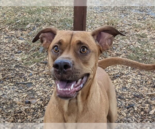 Medium Photo #2 Unknown-Vizsla Mix Puppy For Sale in Santa Cruz, CA, USA