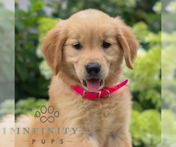 Medium Photo #2 Golden Retriever Puppy For Sale in LITITZ, PA, USA