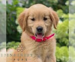 Small #1 Golden Retriever