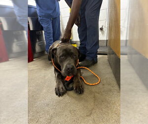 Mutt Dogs for adoption in Forestville, MD, USA