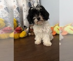 BichPoo puppies - Male Bichpoo Puppy for Sale - Photo #18