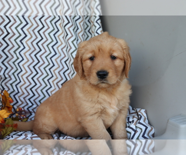 Medium Photo #4 Golden Retriever Puppy For Sale in SHILOH, OH, USA