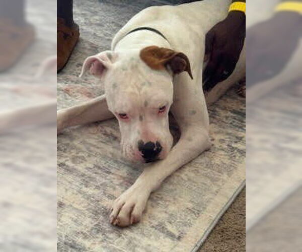 Medium Photo #3 Boxer Puppy For Sale in Austin, TX, USA