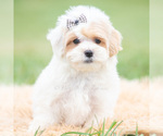Puppy Roly Poly Maltipoo (Miniature)