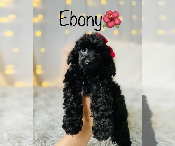 Medium Photo #9 Poodle (Toy) Puppy For Sale in COOKEVILLE, TN, USA