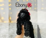 Small Photo #9 Poodle (Toy) Puppy For Sale in COOKEVILLE, TN, USA