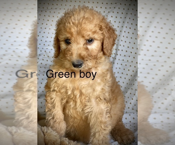 Medium Photo #28 Goldendoodle Puppy For Sale in CROTON, MI, USA