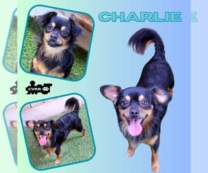 Chiranian Dogs for adoption in Lindsay, CA, USA