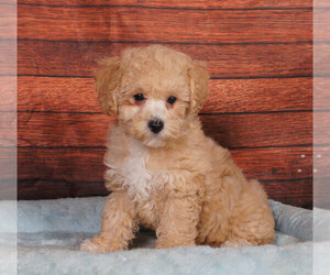 Bichpoo Puppy for sale in PENNS CREEK, PA, USA