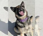 Small #1 German Shepherd Dog Mix