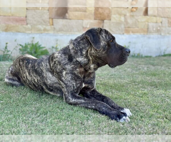 Medium Photo #5 Mutt Puppy For Sale in PIPE CREEK, TX, USA