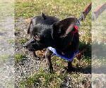 Small #3 Chiweenie