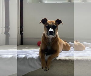 Shea - Female Boxador Dog for Adoption - Photo #2