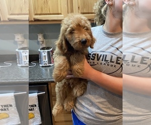 Goldendoodle Puppy for sale in STELLA, MO, USA