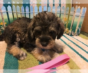 Schnoodle (Miniature) Puppy for sale in AVA, MO, USA