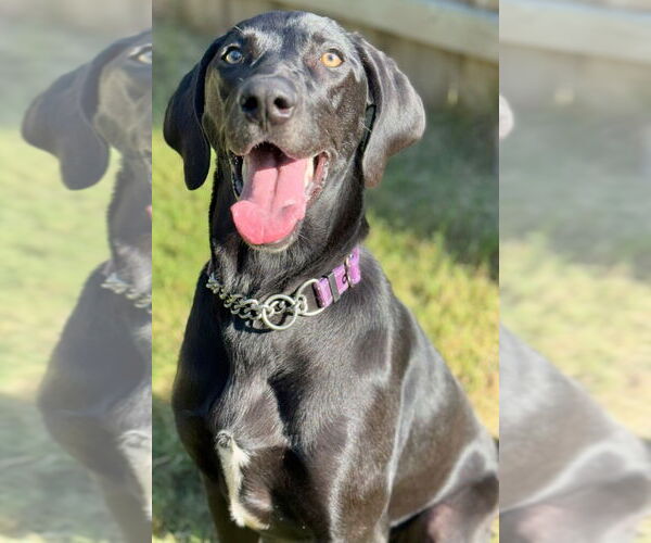 Medium Photo #1 Labmaraner Puppy For Sale in Great Bend, KS, USA