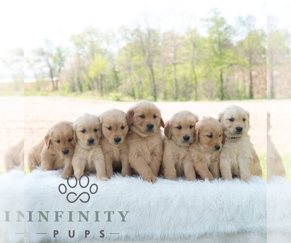 Medium Photo #3 Golden Retriever Puppy For Sale in NEWPORT, PA, USA