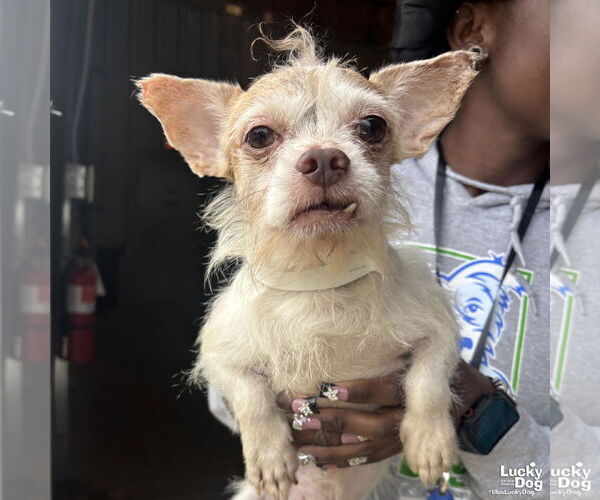 Medium Photo #1 Chihuahua-Unknown Mix Puppy For Sale in Washington, DC, USA