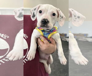 Mutt Dogs for adoption in Clarkston, MI, USA