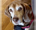 Small #2 Beagle