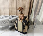 Small #2 Chihuahua Mix