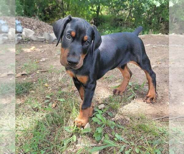 Medium Photo #11 Doberman Pinscher Puppy For Sale in FORT LAUDERDALE, FL, USA