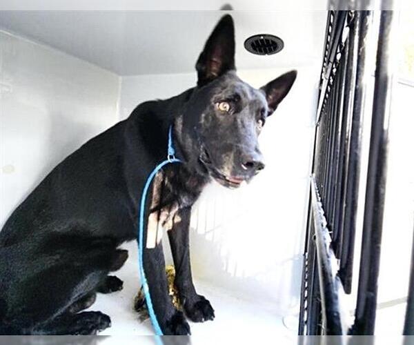 Medium Photo #1 German Shepherd Dog-Unknown Mix Puppy For Sale in Houston, TX, USA