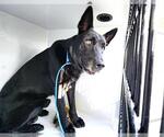 Small German Shepherd Dog Mix