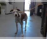 Small Labrador Retriever Mix