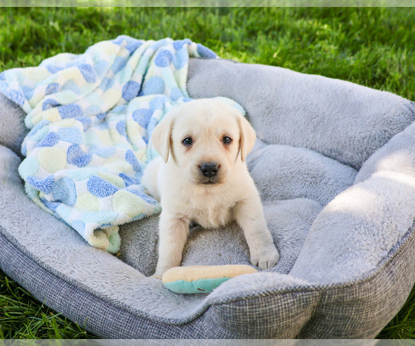 Medium Photo #4 Labrador Retriever Puppy For Sale in SYRACUSE, IN, USA