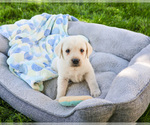 Small #3 Labrador Retriever