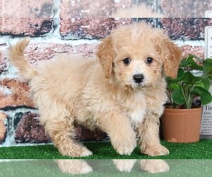 Poochon Puppy for sale in BEL AIR, MD, USA